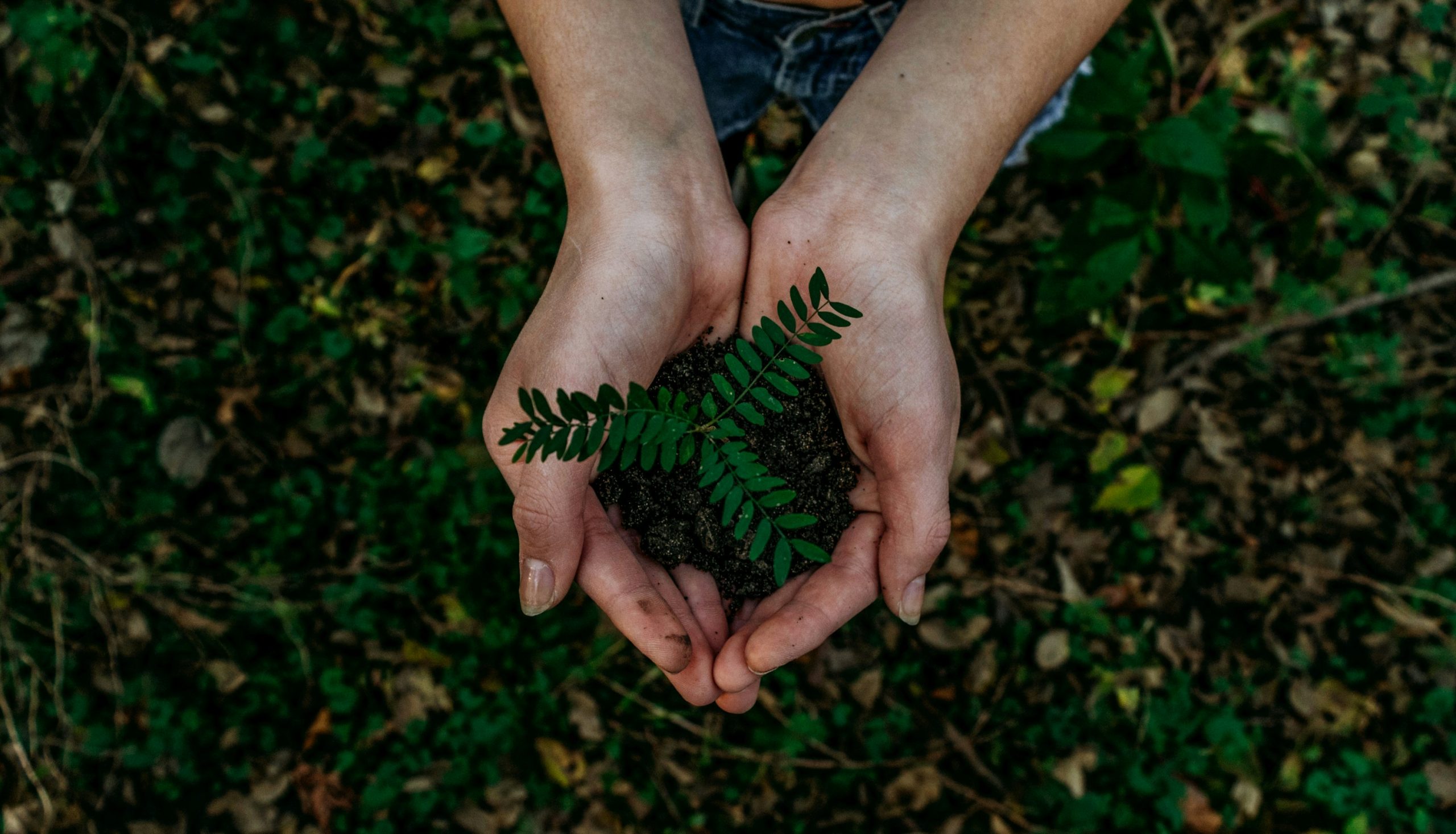 person holding a plant in their hands